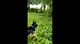 A dog (Daizy) saved the life of his owner Daisy confronted the bear on seeing him in front