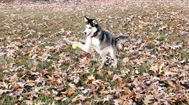 A Golden Retriever Named Honey And Siberian Husky Named Stormy Play With Their Ball In Slow Motion