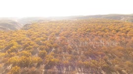 Apricot Base in Zhangjiakou, China