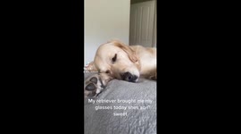 Dog destroys his owners glasses