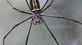 giant wood spider catching ants and butterfly's and hanging on the net
