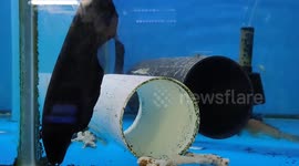 Black Ghost Knife Fish