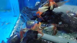 Rainbow crab also known as Cardisoma Armatum