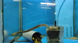 Bichir Rope Fish