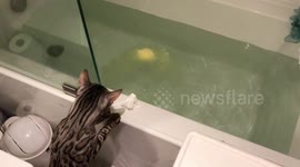Cat discovers a bath bomb for the first time and is freaked out