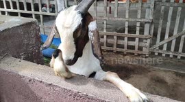 Funny Goat keeps nod its head to welcome zoo-goers