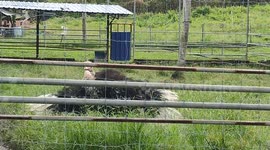 Funny Ostrich scratching an itch as if dancing to welcome visitors