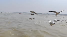 The Birds attraction for tourists bank of Ganga river Varanasi