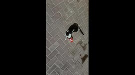 A cat gets trap in used fish sardine tin, tries to break free untill a good samaratian manages to free it from the tangle it happened in Doha Qatar on Oct 22