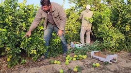 Palestinian farmers collect the oranges during a harvest season