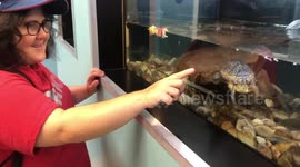 Ecomuseum zoo a place to see canadian wildlife turtles in natural settings eating apple kebobs