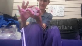 I hold a Lizard reptile animal and it's a different species which I not seen before