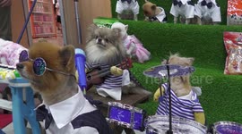 Pomeranian dog band entertains visitors to a pet fair in Chiang Mai, Thailand