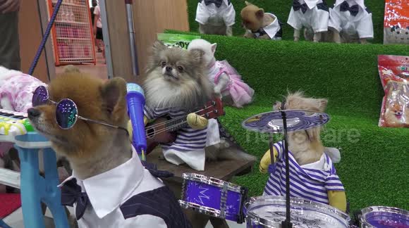 Pomeranian dog band entertains visitors to a pet fair in Chiang Mai, Thailand