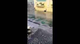 When it rains suddenly a turkey comes out of its cage who knows who it belongs to