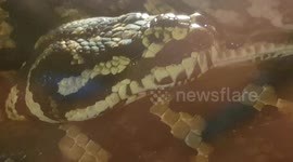Carpet Python Snake was laying on a wooden tree branch in its house enclosure