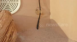 Lizard reptile animal Shreds it's old skin as its growing still