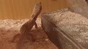 temp