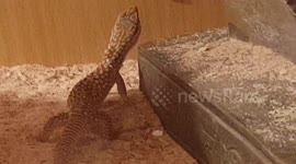 Lizard Catches a Locus and eats it on the Pyramid in its Egypt style enclosure