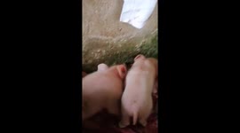 'I thought he was dead!' Deep-sleeping piglet gives owner a scare