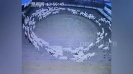 Mystery as flock of sheep move in circle continuously for 12 days