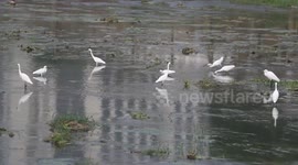 Egrets Play in Chongqing, China