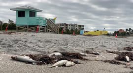 Florida Gulf coast beaches plagued by dead fish caused by red tide