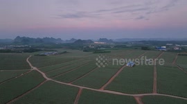 A Pitaya Planting Base in Guizhou, China