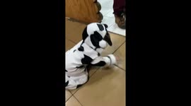 The baby girl in a cow costume crashed into a chair