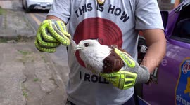 Kind villagers rescue wounded red hawk 'being hunted for its meat' in Thailand