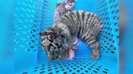 Four baby tiger cubs rescued from wildlife smuggling gang in Thailand (pictures)