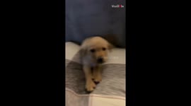 'Her PAW was on my HAND!' - Adorable puppy shown some sweet love before bedtime