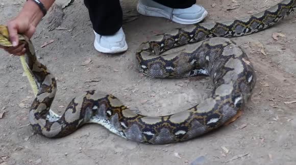 Large python with bulging stomach from eating chicken rescued when it ...