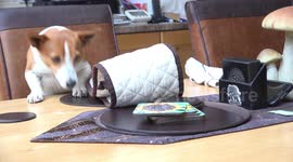 A clever Jack Russel Terrier finds his favorite ball, which was hidden in a table cloth on a table.