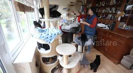 Family convert their house into rescue centre where they live with more than 130 cats