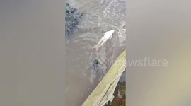 Bullfrog seen swimming backstroke by farmer in China