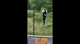 Cat climbs fence to catch mouse and INSTANTLY REGRETS doing so