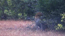 wet leopard stay calm with heavy rain in sri lanka VERY RARE to see leopard with rain french tourist says wow