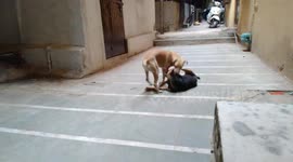 Dog fights in our place