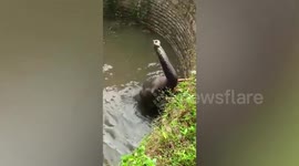 Elephant trapped in well rescued by officials breaking down walls to create pathway