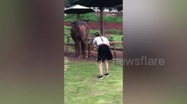 Smart elephant copies student's movements at animal camp in Thailand