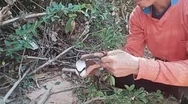 Tourist saves beautiful hoopoe bird with wings stuck in thick bushes