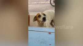 Stray dog cries in front of meat stall and wants to buy pork using leaf