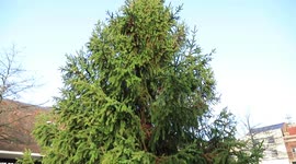 Red-faced council chiefs forced to send back “Britain's saddest Christmas tree” after locals left fuming at the sub-standard conifer