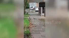 UK woman captures dramatic fight between 'psycho' rat and two magpies