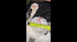 Ukrainian soldier builds adorable cat flap checkpoint for his rescued cats