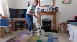 Deaf puppy learns sign language and knows how to follow hand signals to sit, spin and lie down