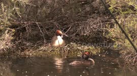 Beautiful striped Grebe chicks wait on parent’s back – and scramble when their other parent arrives.