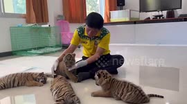 Four adorable tiger cubs recovering after being rescued from smugglers in Thailand