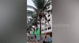 Coconut strikes woman's head after she attempted to knock it out of tree